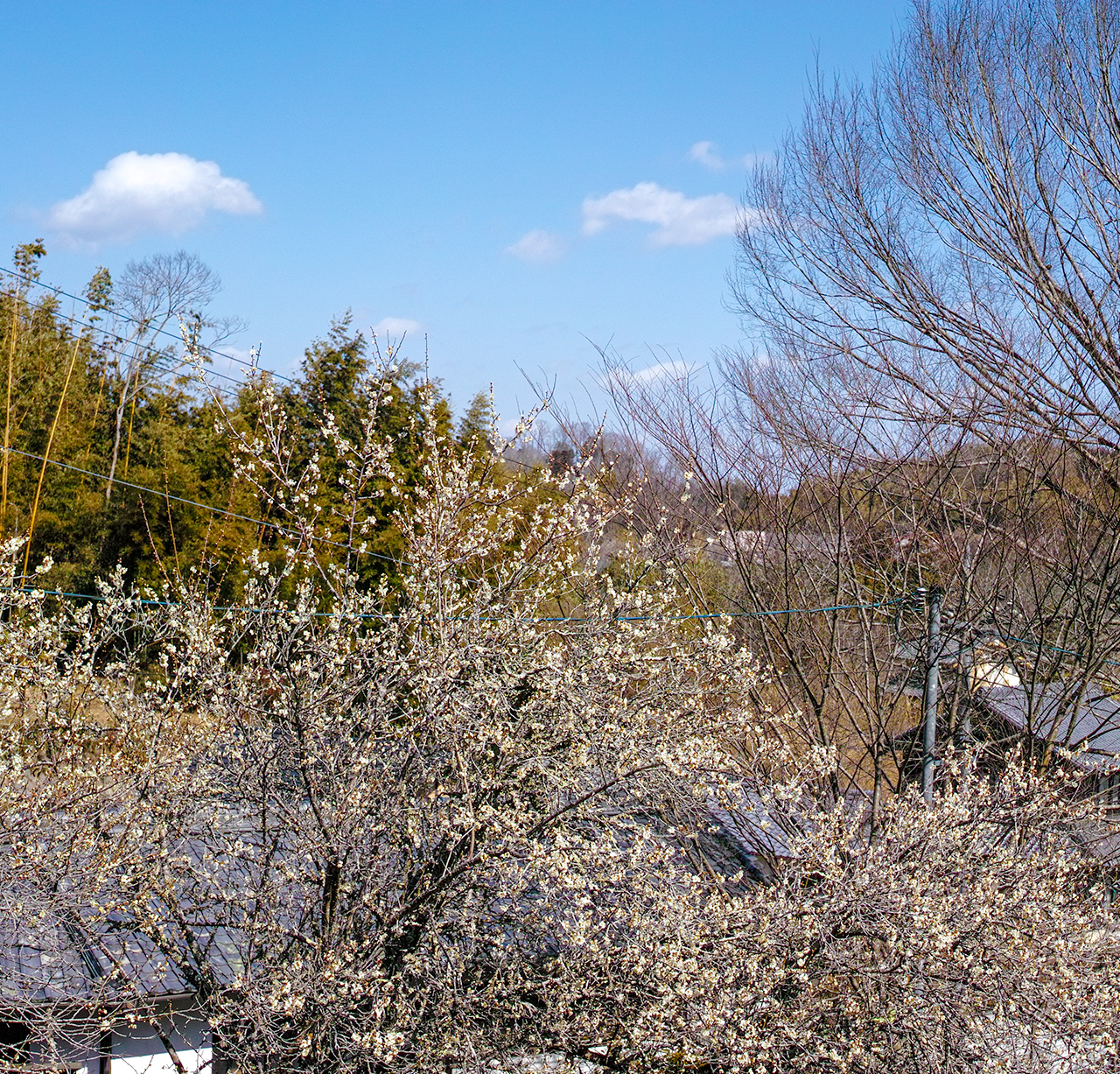 奈良市月ヶ瀬尾山：庭先の梅の花