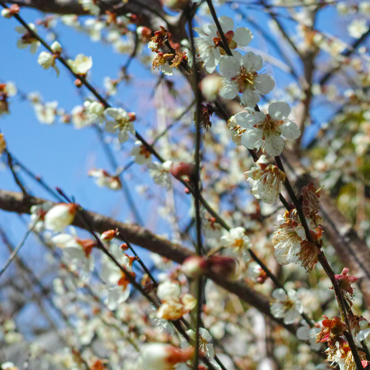 奈良市月ヶ瀬尾山：梅の花写真