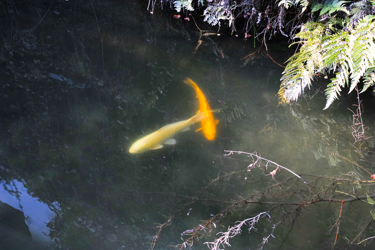 奈良県山辺郡山添村岩屋：仲良しの鯉写真