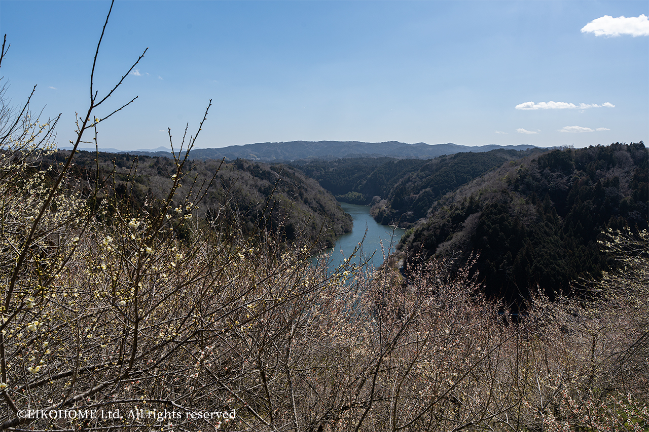 月ヶ瀬湖と梅の花写真