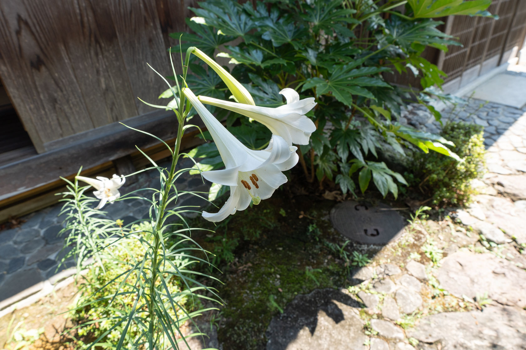 奈良県十津川村大字上野地：白いユリの花。