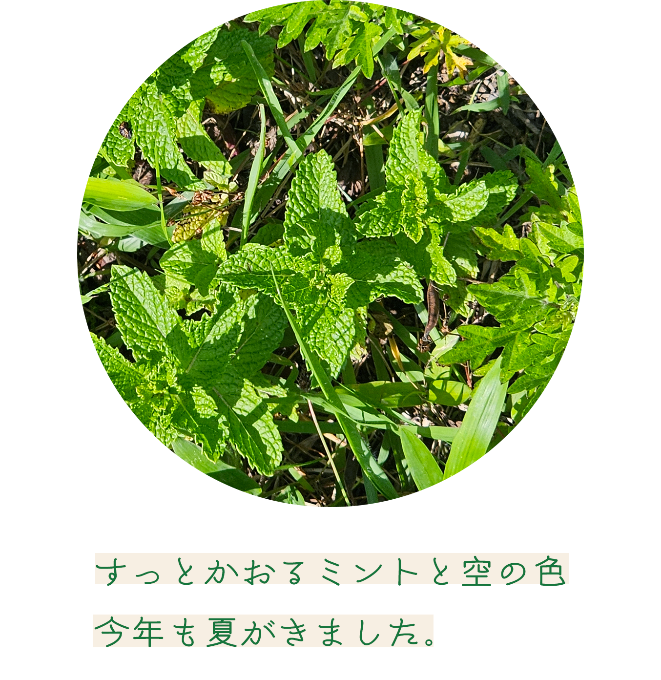 すっとかおるミントと空の色 今年も夏がきました。