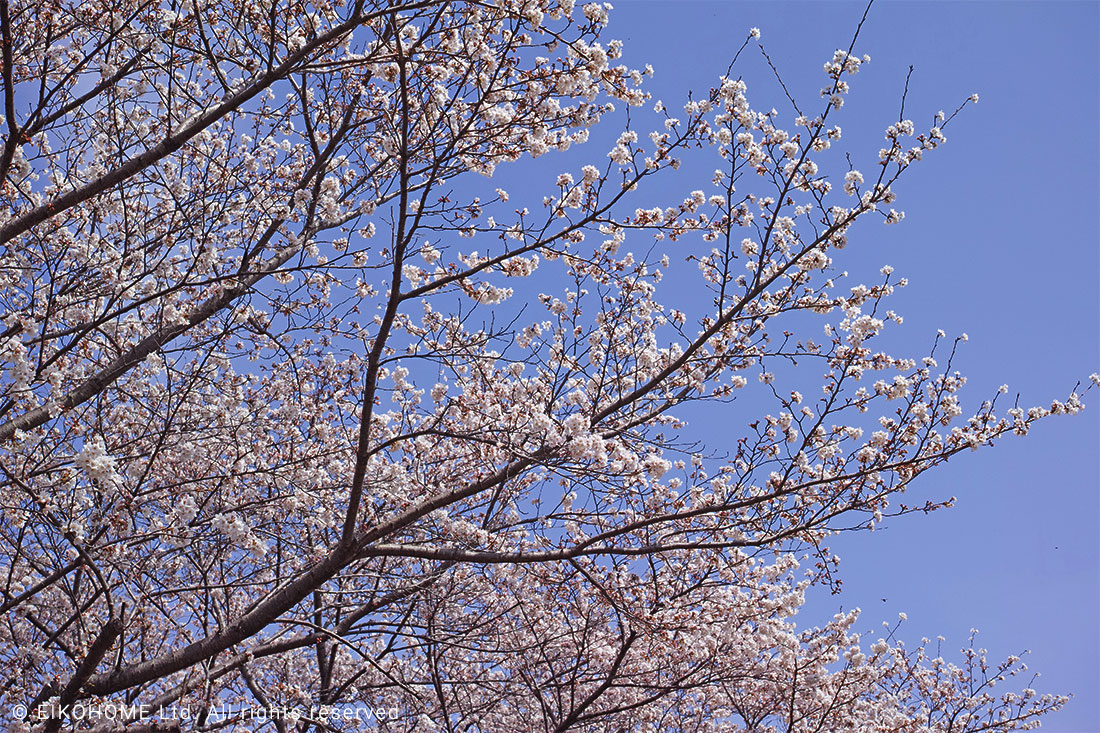 桜写真