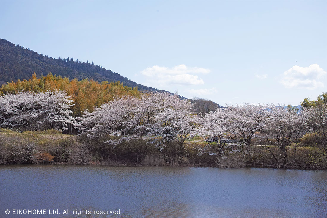 桜写真