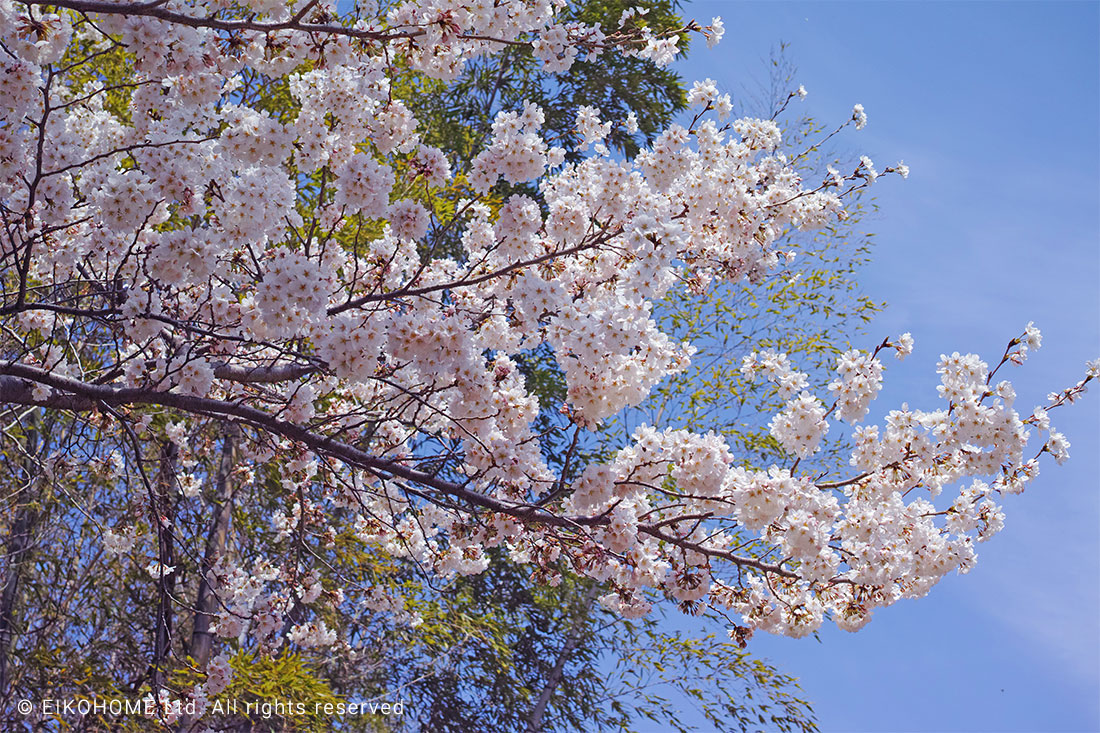 桜写真