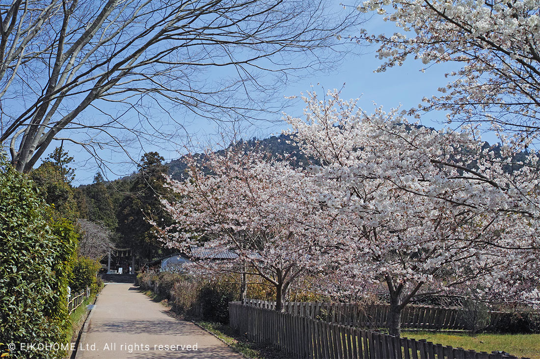 桜写真