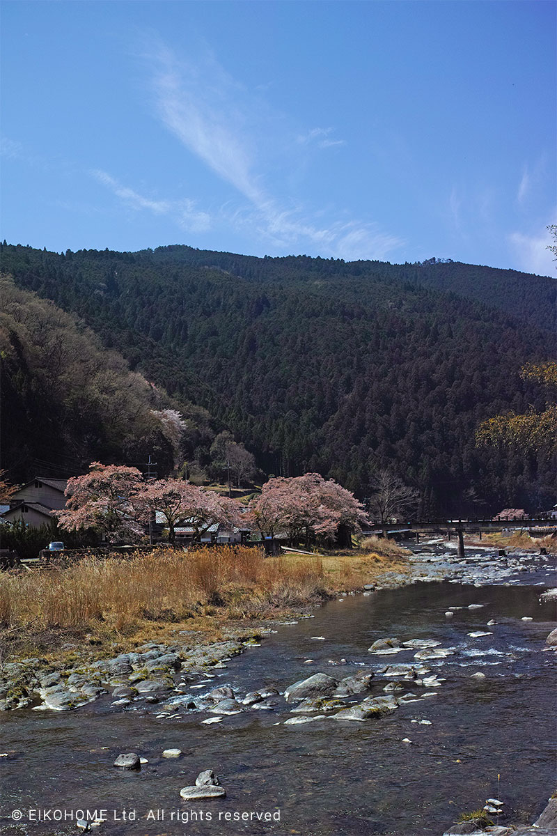 桜写真