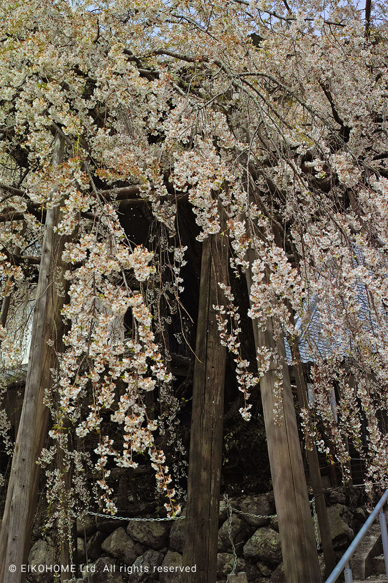 桜写真