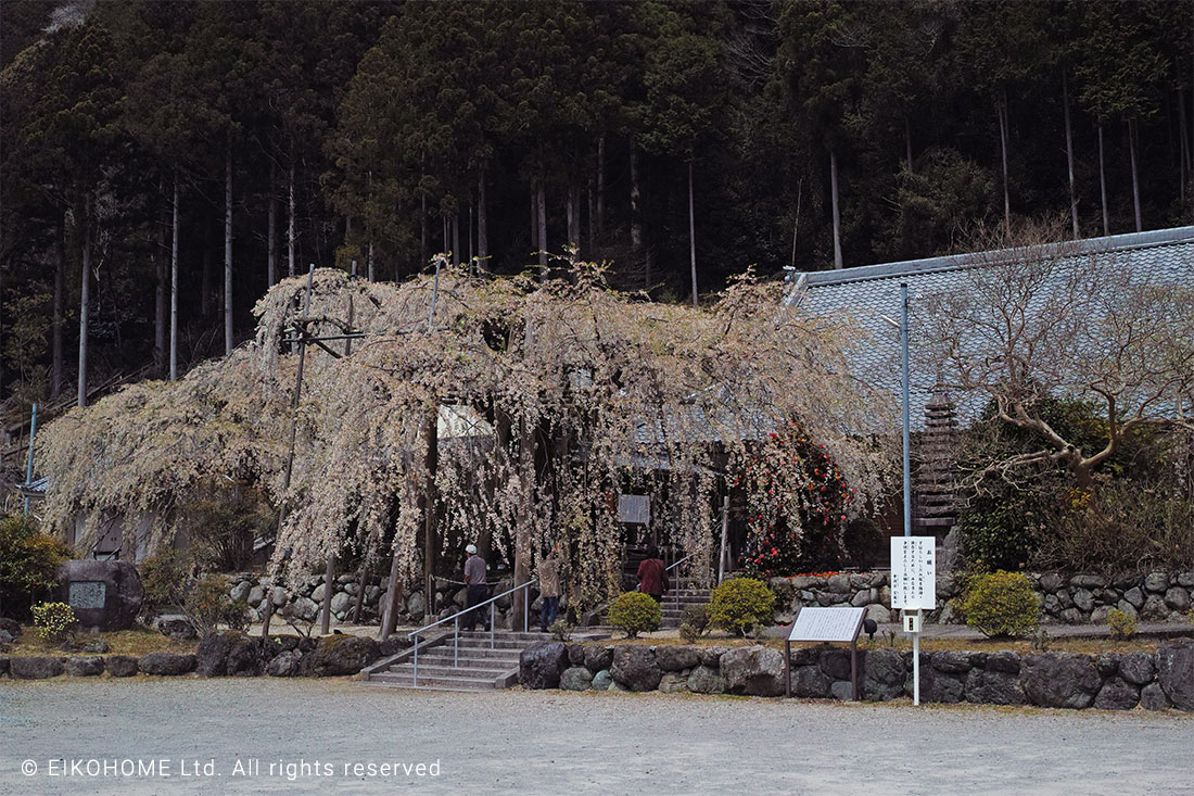 桜写真