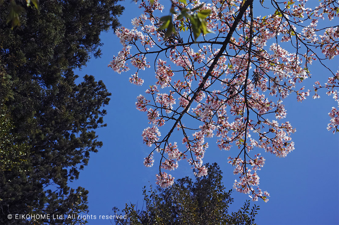 桜写真