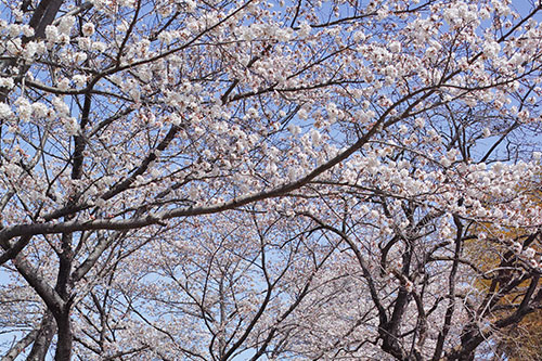 写真：2022の桜