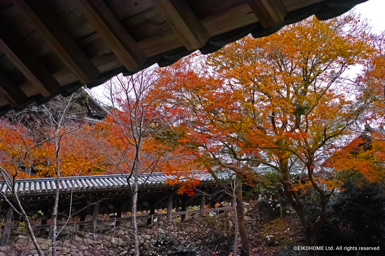 桜写真