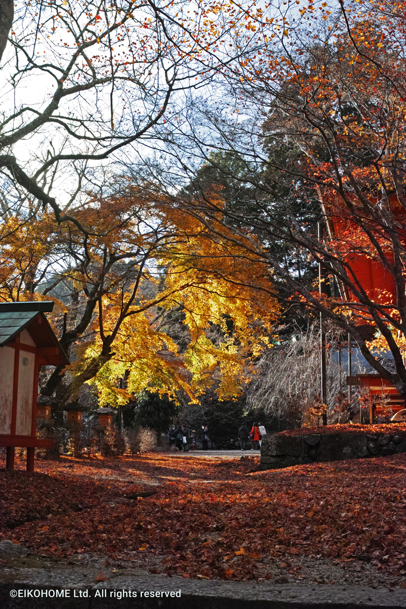 桜写真