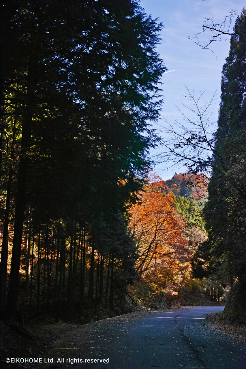 桜写真