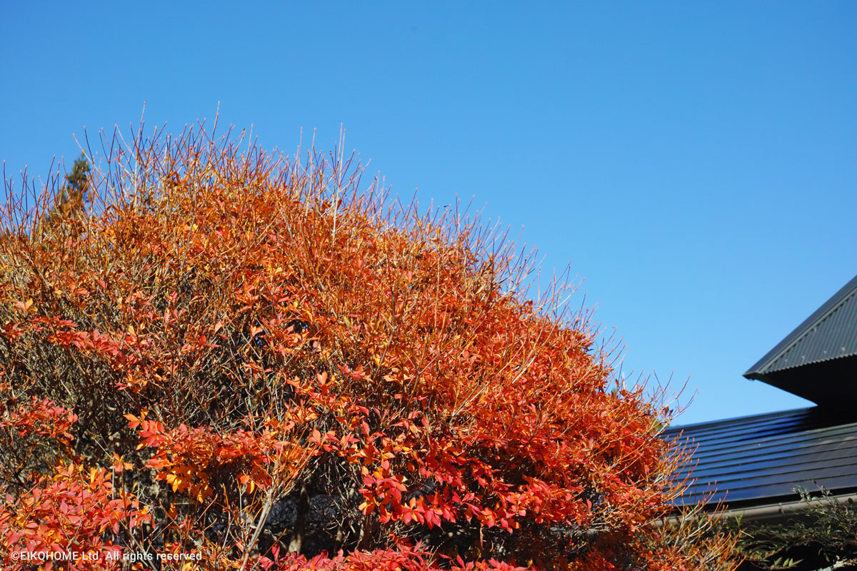 桜写真