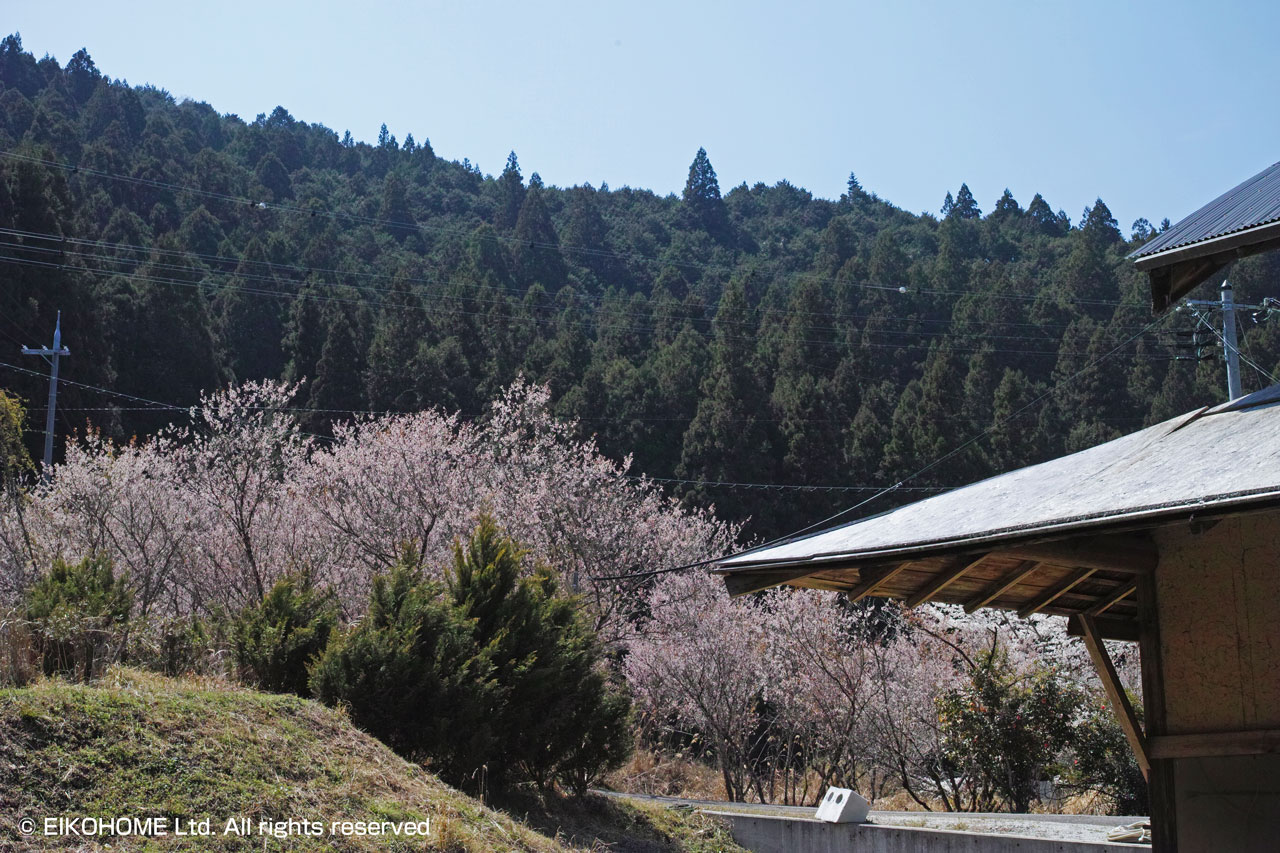 桜写真