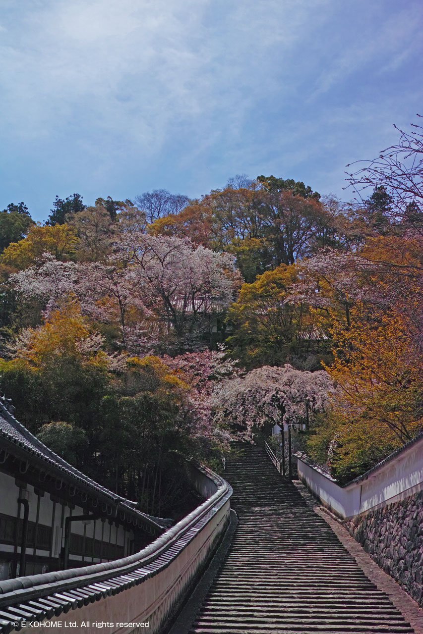 桜写真