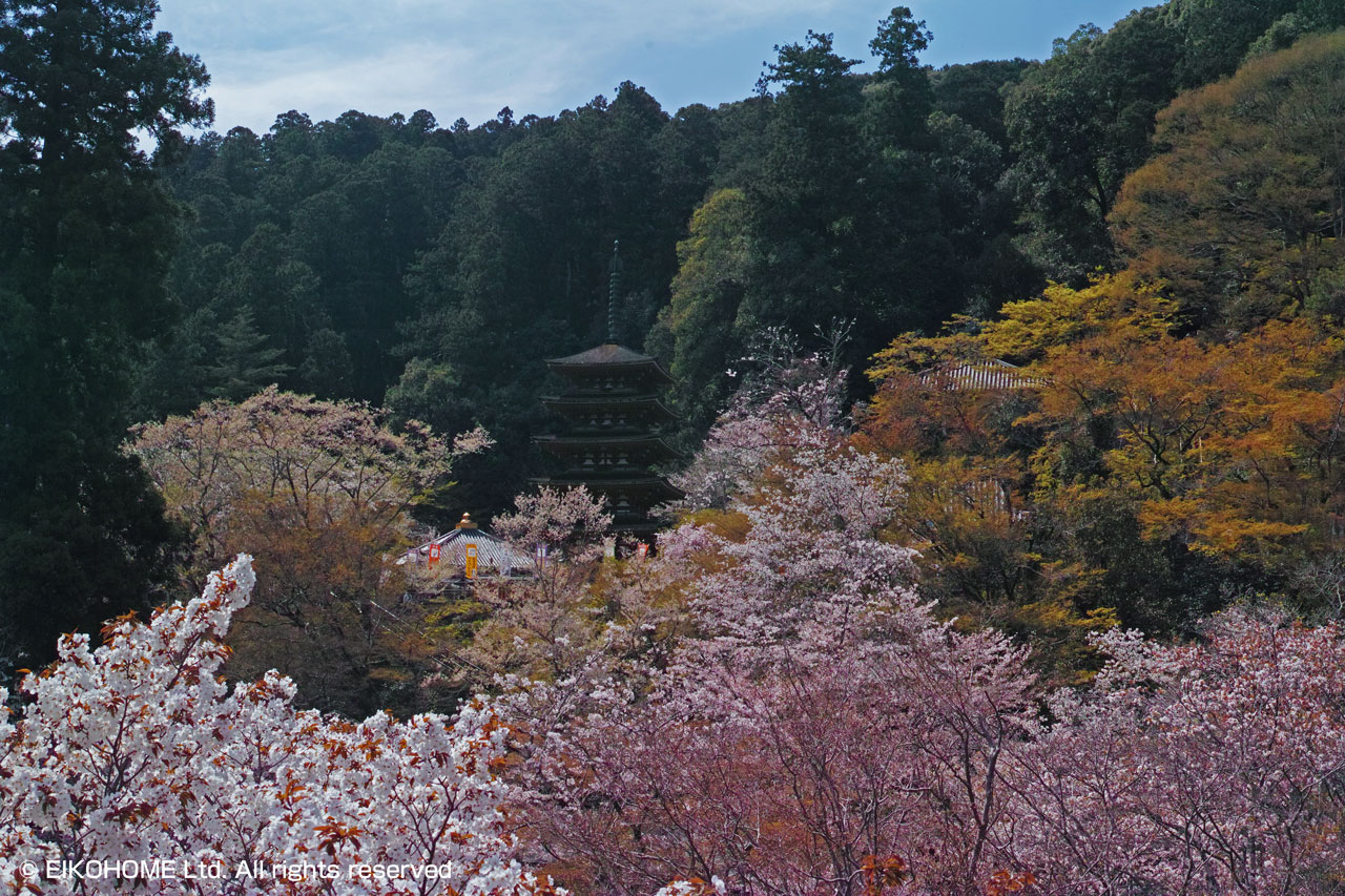 桜写真