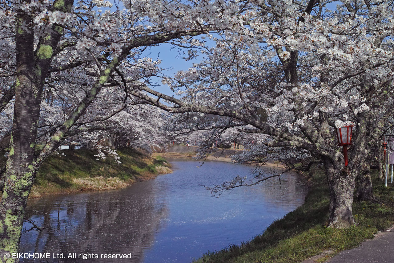 桜写真