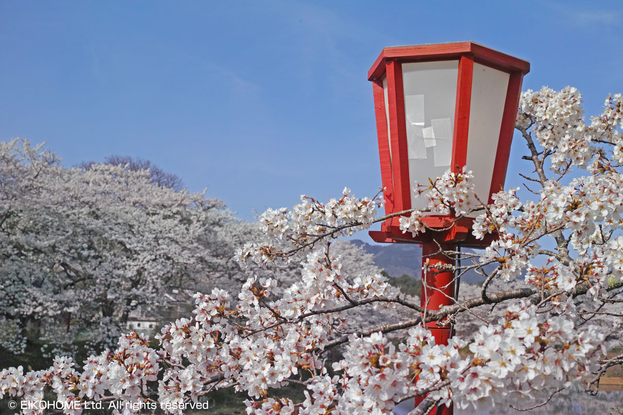 桜写真