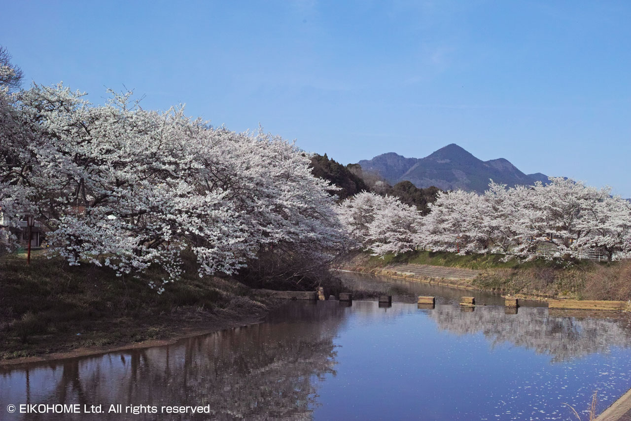 桜写真