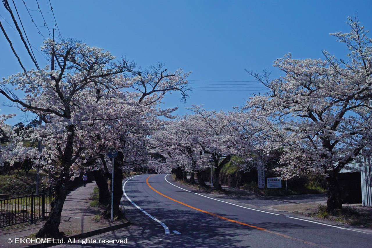 桜写真