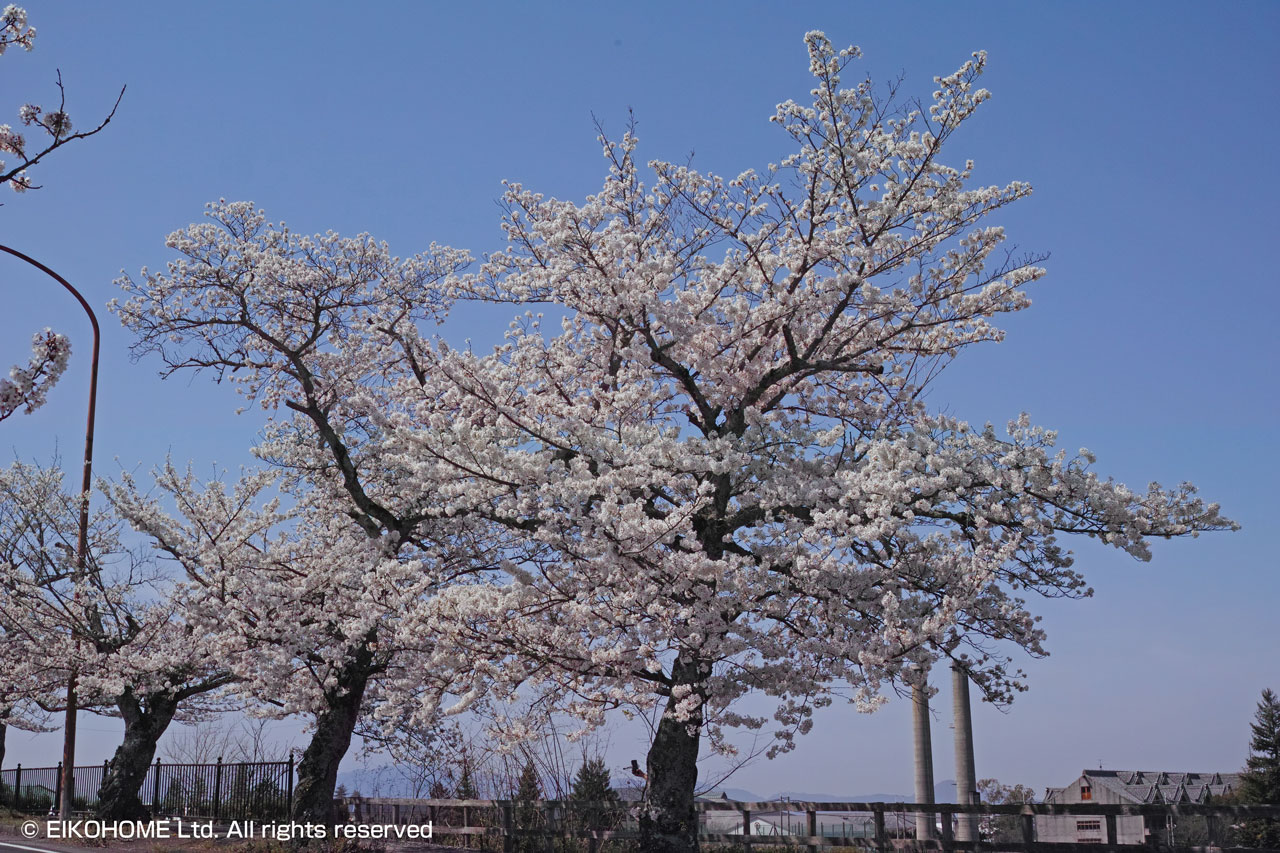 桜写真