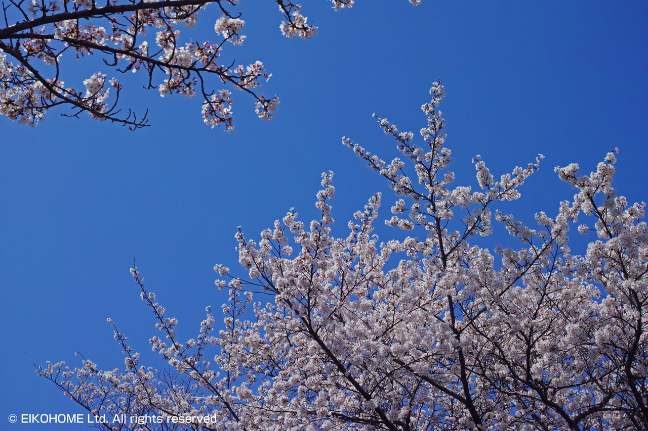 桜写真